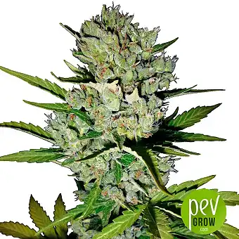 Super Skunk Auto - Sensi Seeds