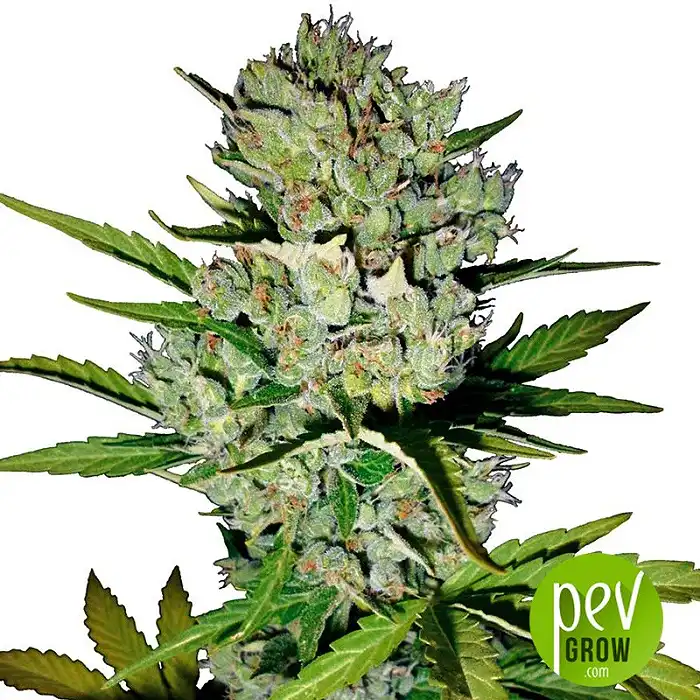 Super Skunk Auto - Sensi Seeds