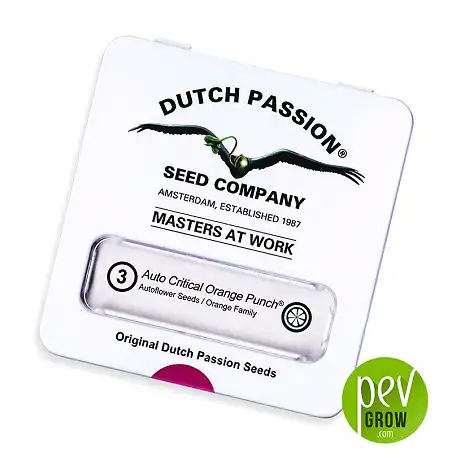 Auto Critical Orange Punch - Dutch Passion package