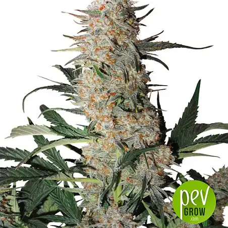 Auto Critical Orange Punch - Dutch Passion