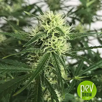 Runtz - Seed Stockers