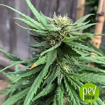 Candyland - Spain Bulk Seeds