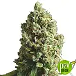 Lost Pearl - Green House Seeds