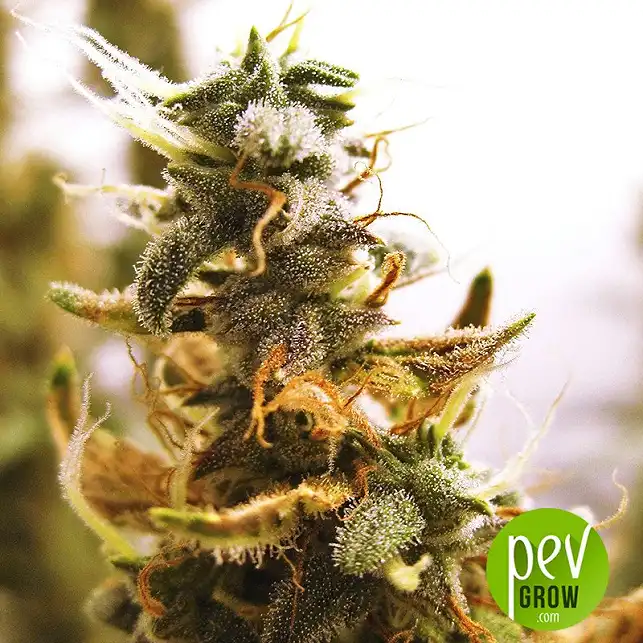 Deep Candy - Green House Seeds Deep Candy - Green House Seeds