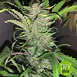 Auto Bubble Gum XXL - 00 Seeds