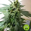 Auto Super Skunk - 00 Seeds Auto Super Skunk - 00 Seeds
