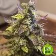 Auto Acid - Paradise Seeds