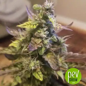 Auto Acid - Paradise Seeds