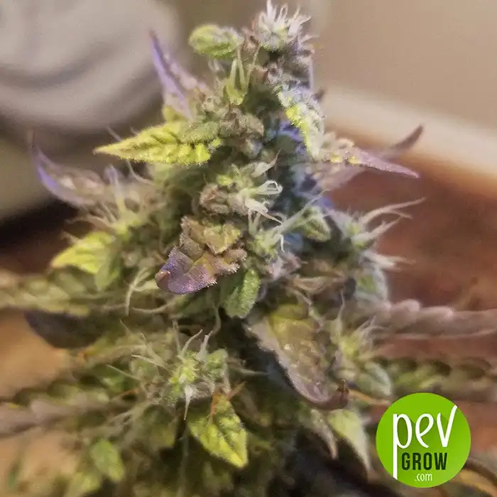 Auto Acid - Paradise Seeds