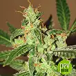 Auto Wappa - Paradise Seeds
