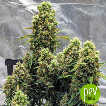 Auto White Widow XXL