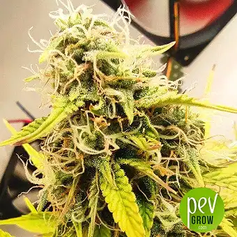 Automaria II - Paradise Seeds