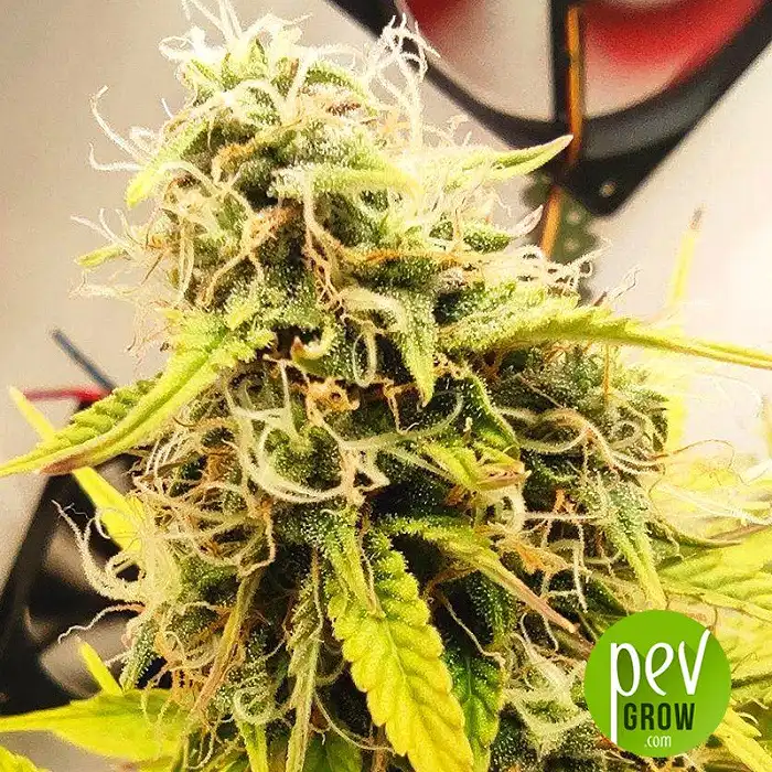 Automaria II - Paradise Seeds