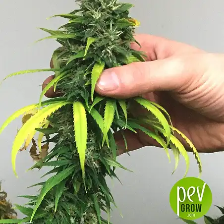 Amnesia Early Harvest - World of Seeds