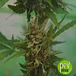 Goliat Auto - Elite Seeds