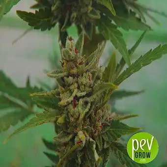 Goliat Auto - Elite Seeds