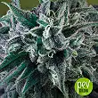 Nepal Annapurna of ACE Seeds