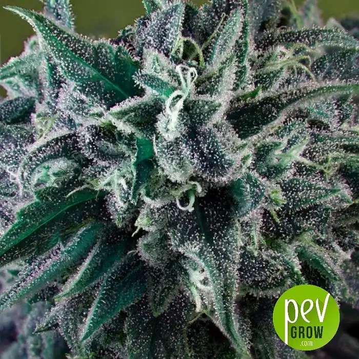 Nepal Annapurna - Ace Seeds