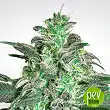 Magic Bud - Paradise Seeds