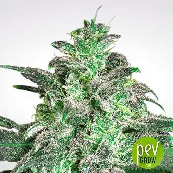 Magic Bud - Paradise Seeds