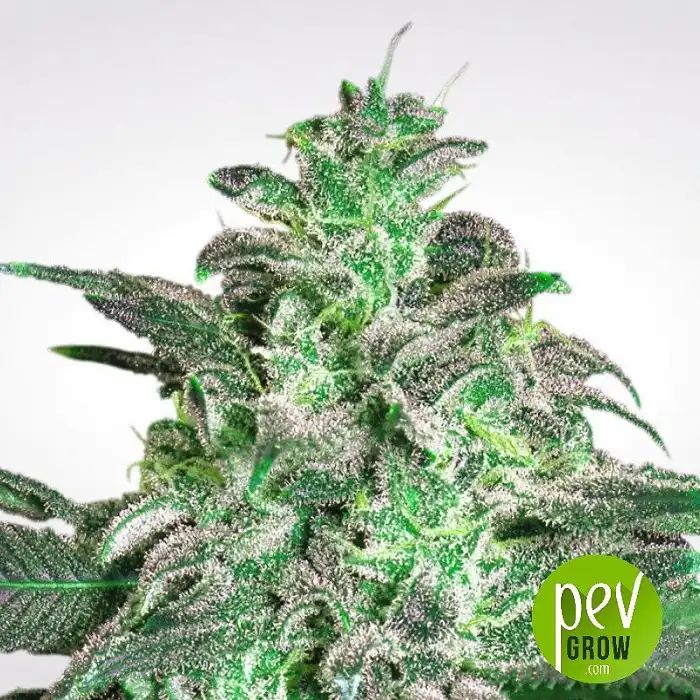 Magic Bud de Paradise Seeds
