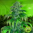 Spoetnik #1 by Paradise Seeds