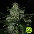 Auto White Berry from Paradise Seeds