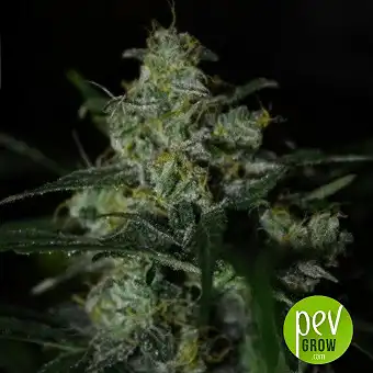 Auto White Berry from Paradise Seeds
