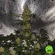 Pakistan Valley Early Harvest - World of Seeds Pakistan Valley Early Harvest - World of Seeds