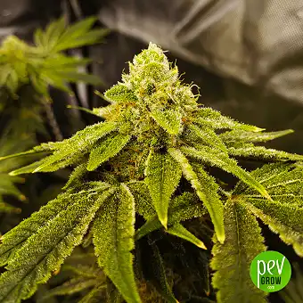 Do-si-dos - Spain Bulk Seeds