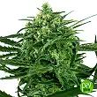 Sensi Amnesia - Sensi Seeds