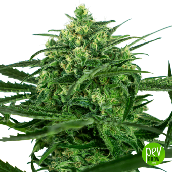 Sensi Amnesia
