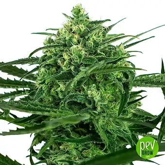 Sensi Amnesia - Sensi Seeds