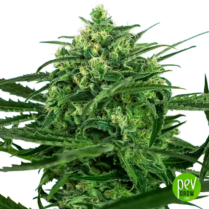 Sensi Amnesia - Sensi Seeds