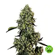 OG Kush - White Label
