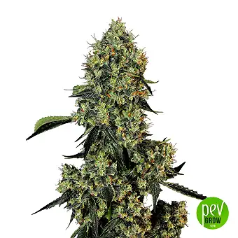 OG Kush - White Label