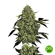 OG Kush Auto - White Label