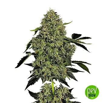 OG Kush Auto - White Label