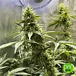 Banana Kush Cake - Sensi Seeds