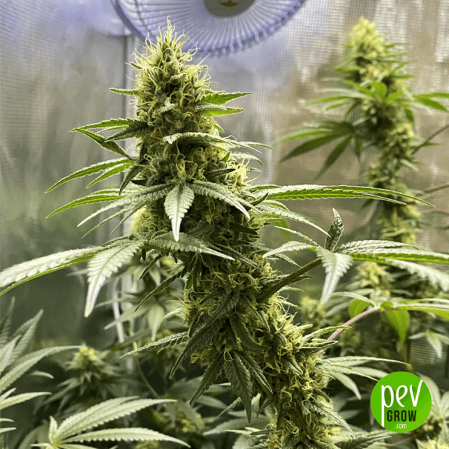 Banana Kush Cake Sensi Seeds Research