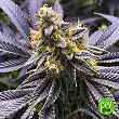 Mandarin Punch - Sensi Seeds