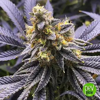 Mandarin Punch - Sensi Seeds