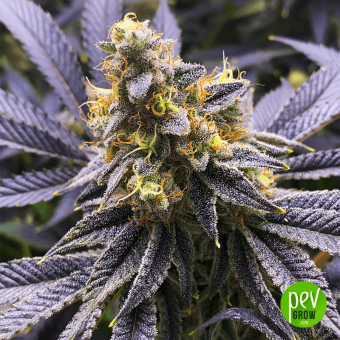 Mandarin Punch - Sensi Seeds