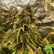 Double Kush Cake - Sensi Seeds