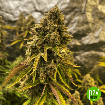 Double Kush Cake - Sensi Seeds
