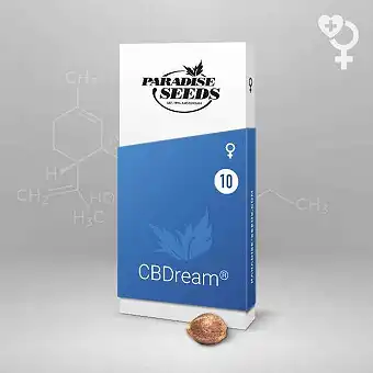 CBDream - Paradise Seeds
