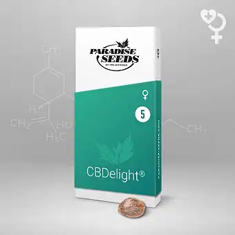 CBDelight - Paradise Seeds