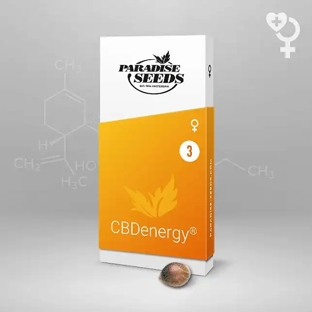 CBDenergy - Paradise Seeds