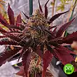 Black Jack Auto - Spain Bulk Seeds