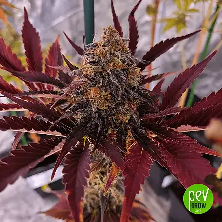 Black Jack Auto - Spain Bulk Seeds